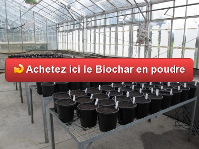 Biochar en poudre pour plantation