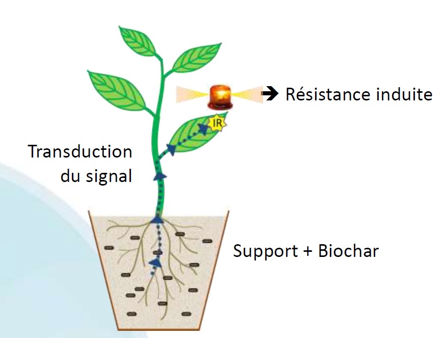 Biochar préparation des sols